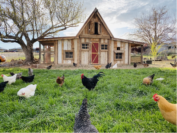 Chicken Coop Building Essential Tools: Prices & Recommendations