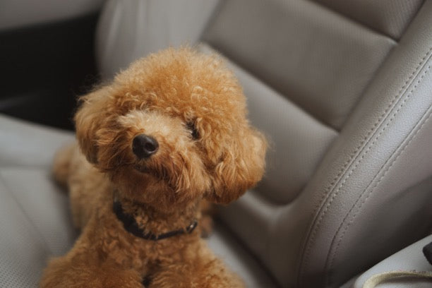 Small curly-haired golden poodle sitting on a beige leather car seat wearing a black collar